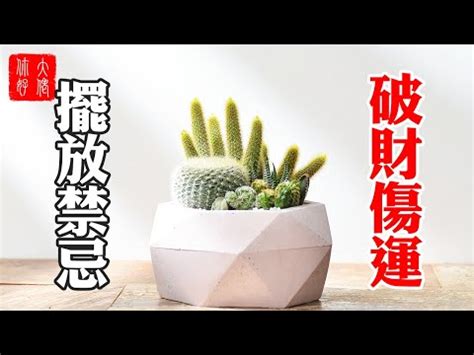 仙人掌可以放房間嗎